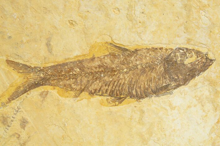 Detailed Fossil Fish (Knightia) - Wyoming #318552
